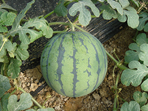 ����-���ϷN��-���y�ϲ�