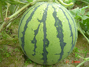 ���y����-���ϷN��-���y�ϲ�