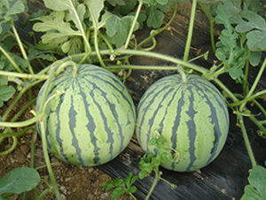 ���y�t����-���ϷN��-���y�ϲ�