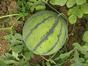 ����-���ϷN��-���y�ϲ�