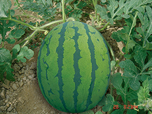 ������-���ϷN��-���y�ϲ�