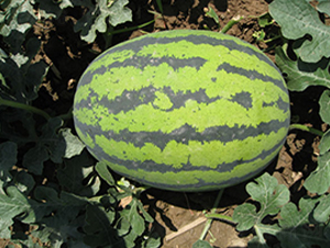 �����G��-���ϷN��-���y�ϲ�