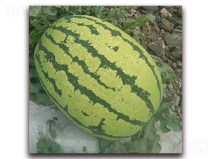 ���y��̖(h��o)-���ϷN��-���y�ϲ�