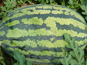 ��֮��-���ϷN��-���y�ϲ�