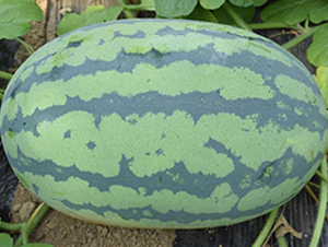 �����-���ϷN��-���y�ϲ�