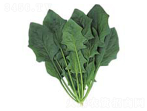 ��������-���˷N��-������