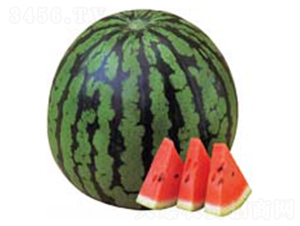 ����������-���ϷN��-������