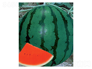 ������-���ϷN��-������