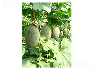 ���@25-��ϷN��-������