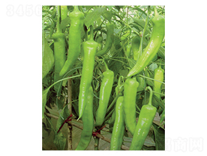 �P�-�����N��-������