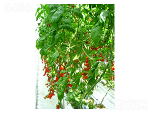 ���t-���ѷN��-������