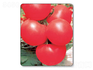 �ʵ�-���ѷN��-������