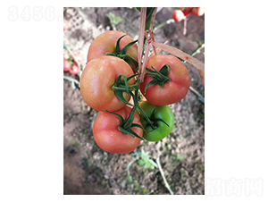 ʥ��-���ѷN��-������