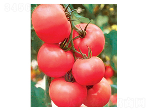 �۹�2̖-���ѷN��-������