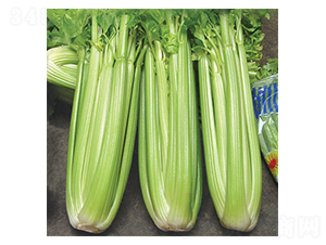 �������-�۲˷N��-������