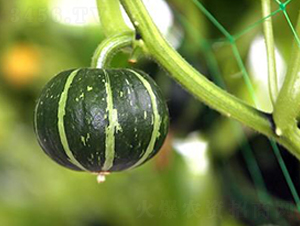 ����6̖(h��o)-�ϹϷN��-�����r(n��ng)