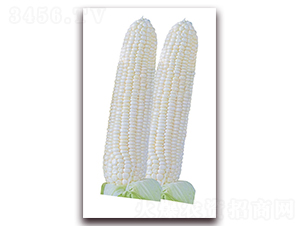 ���P��5̖(h��o)-���׷N��-�����r(n��ng)