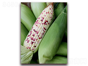 ����Ŵ16̖(h��o)-���׷N��-�����r(n��ng)