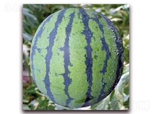 ���-���ϷN��-�����r(n��ng)