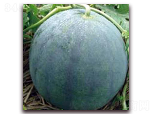 ����5̖-���ϷN��-�����r(n��ng)