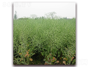 ����51-�Ͳ˷N��-�����r(n��ng)