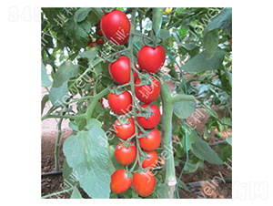 �t��215-���ѷN��-������