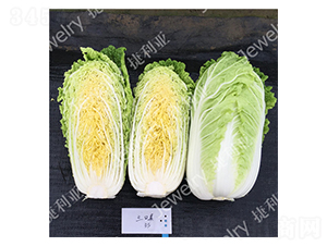 ������-�ײ˷N��-������