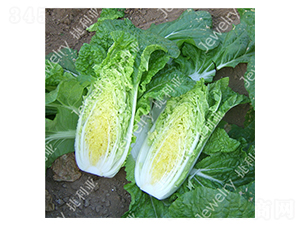 ������2̖-�ײ˷N��-������