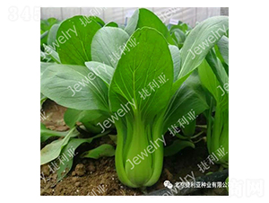 �ݶ���169-�๣�˷N��-������