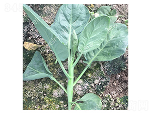 �݌�6̖-���{�N��-������