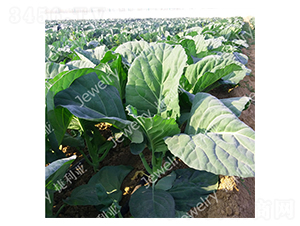 �݌�14-���{�N��-������