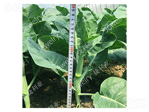 �݌�4̖(h��o)-���{(l��n)�N��-������