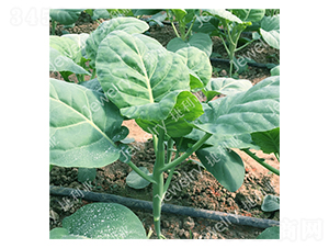 �݌�5̖(h��o)-���{(l��n)�N��-������