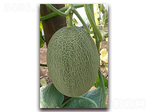 ʥ�r501�W(w��ng)�y���-��ϷN��-ʥ�r�߿�