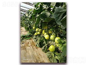 ʥ�r301���-��ϷN��-ʥ�r�߿�