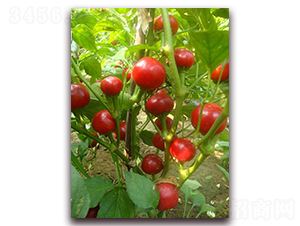 ʥ�r(n��ng)�A�A-���콷�N��-ʥ�r(n��ng)�߿�