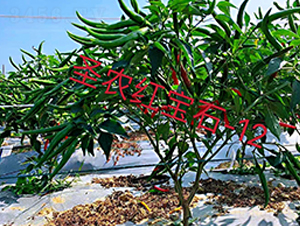 ʥ�r(n��ng)�t��ʯ12̖(h��o)���콷-���콷�N��-ʥ�r(n��ng)�߿�