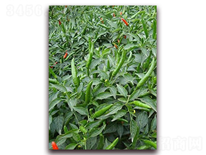 ʥ�r(n��ng)�t��ʯ07���콷-���콷�N��-ʥ�r(n��ng)�߿�