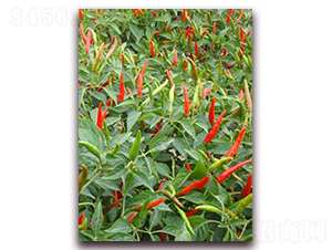 ʥ�r(n��ng)�t��ʯ03���콷-���콷�N��-ʥ�r(n��ng)�߿�