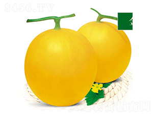 ����-��ϷN��-ʒ�·N�I(y��)