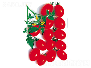 ������-���ѷN��-ʒ�·N�I(y��)