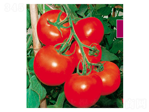 �t��-���ѷN��-ʒ�·N�I(y��)