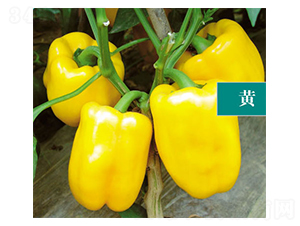 �S��-�����N��-ʒ�·N�I(y��)