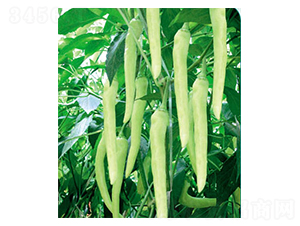 ����-�����N��-ʒ�·N�I(y��)