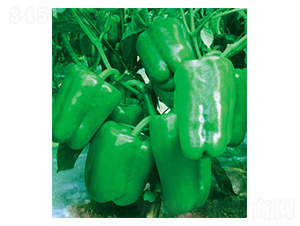 �S��-�𽷷N��-ʒ�·N�I(y��)