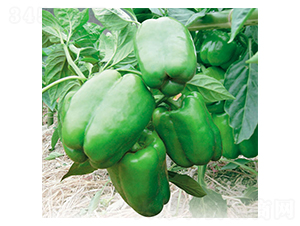 �y��-�𽷷N��-ʒ�·N�I(y��)