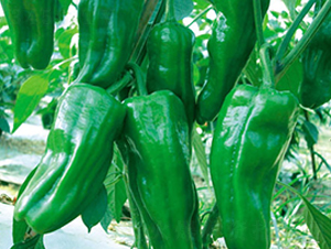 ʒ����̖(h��o)-�����N��-ʒ�·N�I(y��)