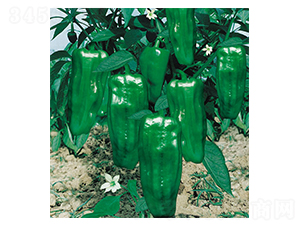 ʒ����̖(h��o)-�����N��-ʒ�·N�I(y��)