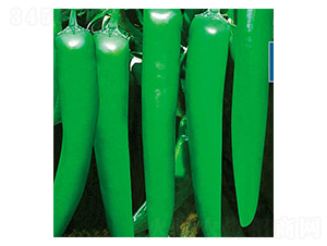 �G�M�@-�����N��-ʒ�·N�I(y��)