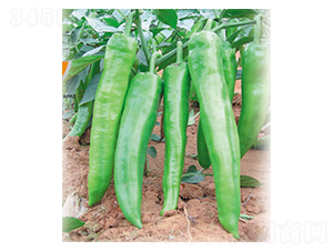 ���o(j��)����-�����N��-ʒ�·N�I(y��)